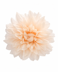 Flor de dália multiusos (para o cabelo ou pregadeira) em várias cores.